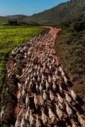 Accord UE-Mercosur : un règlement qui inquiète les éleveurs européens