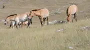 Actualités en Lozère : marché animé, bus déplacé, spectacle et chevaux