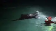 Afflux massif de raies mobula sur le littoral héraultais : les spécialistes s'alarment