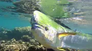 À Agde, le dérèglement climatique bouleverse déjà la biodiversité sous-marine