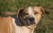 Albi : un meuble abandonné déclenche une violente altercation et la mort d'un chien