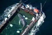 Allemagne : opération sauvetage de la baleine Timmy dans l'Elbe