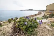 Antibes : la plante mystérieuse des remparts qui sent le cannabis