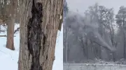 Arbres qui explosent : un phénomène possible en France ?