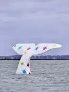 Arcachon : la queue de baleine multicolore réinstallée pour illuminer la ville jusqu'en 2026