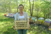 Arthak : une solution innovante pour protéger les abeilles du frelon asiatique
