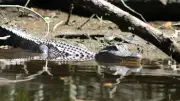 Attaque d'alligator en Floride : une femme grièvement blessée dans la rivière Sainte-Lucie