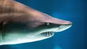 Attaque mortelle de requin à Sydney : un surfeur perd plusieurs membres