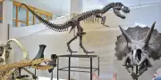 Au Maroc, le business juteux des fossiles de dinosaures