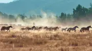 Australie : 9 000 chevaux sauvages abattus par hélicoptère pour protéger l'écosystème