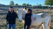 Bastien et Enola reprennent la manade Tor en Camargue, un héritage familial de 30 ans