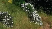 Bénévoles mobilisés pour nettoyer les berges du Gardon à Collias