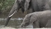 Botswana : un éléphant attaque des touristes et maintient une femme sous l'eau