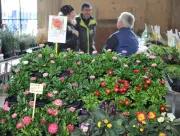 Bourse aux plantes de Jonzac : 22e édition ce 1er mai aux Carmes
