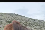 Cagnotte pour sauver une pouliche abandonnée dans la Haute Roya