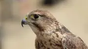 Castillon-du-Gard célèbre les oiseaux avec une journée dédiée à la biodiversité
