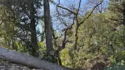 Castries : le chemin du Cabanis rouvert après la chute d'arbres et l'effondrement d'un mur
