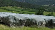 Cerise de l'Aveyron : innovations face à la mouche et sécheresse