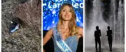 Charnier de brebis, canicule, Miss Languedoc : l'actu en région