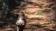 Chasse au sanglier : troc, pâté clandestin et circuits officiels en Occitanie