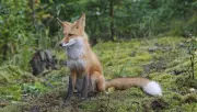 Chasse aux renards : une étude remet en cause son efficacité