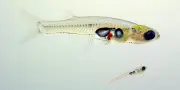 Chez les poissons, un cerveau instable peut être un gage d'efficacité
