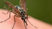 Chikungunya : 4 nouveaux cas bénins d'effets indésirables du vaccin, aucun grave