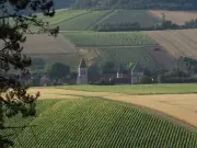 Chitry, un îlot viticole bourguignon résistant aux aléas de l'histoire