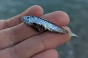 Échouage massif de poissons à Menton : la pollution écartée, un phénomène naturel en cause