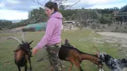 Clermont-l'Hérault : Conflit agricole sur les pâturages de la Ramasse, une ferme caprine mobilise