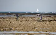 Coefficients de marée exceptionnels ce week-end : prudence pour la pêche à pied