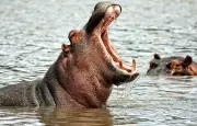 Colombie : Abattage de 80 hippopotames pour protéger la biodiversité locale