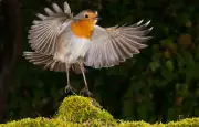 Comment les oiseaux perçoivent le champ magnétique terrestre pour s'orienter
