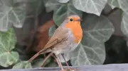 Comptage oiseaux, pluies records et atelier cuisine grecque en Lozère