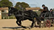 Concours national de TREC attelé ce samedi à Salinelles