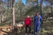 Écopâturage au Faron : des chèvres et brebis pour débroussailler naturellement