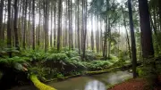Corps d'une femme découvert en forêt en Californie : une enquête ouverte sur des circonstances suspectes