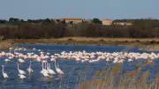 Découverte de la réserve du Bagnas : une balade guidée pour observer la biodiversité