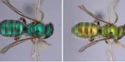 Des abeilles caméléons changent de couleur selon l'humidité