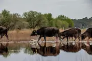 Des buffles d'eau débarquent en Nouvelle-Aquitaine pour entretenir la réserve de Cousseau