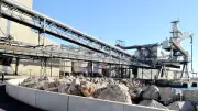 Des plants sauvages de colza OGM arrachés à Frontignan après une prolifération inédite
