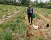 Des poules pour sauver les iris : la méthode naturelle de la famille Labarbe à Laplume