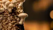 Deux chercheurs chinois poursuivis pour contrebande de champignon toxique aux États-Unis