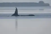 Discorde en Allemagne autour d'une ultime opération de sauvetage pour la baleine Timmy