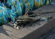 Droit international : un tigre de papier ? Analyse de Mathieu Lindon