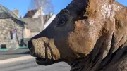 En Lozère : vautours, artisanat et fête de l'Aubrac