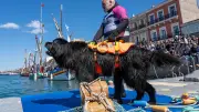 Escale à Sète 2026 : les chiens sauveteurs fascinent la foule avec leurs démonstrations héroïques