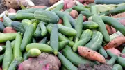 Espagne : des milliers de tonnes de fruits et légumes pourrissent dans les champs malgré la pénurie d'eau