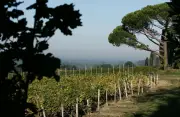 Exportations des vins de Bordeaux : chute historique de 40% aux États-Unis