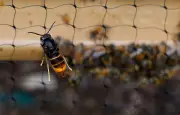 Faux nids en papier kraft contre les frelons asiatiques : une astuce jugée inefficace par les experts